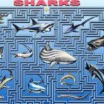 Sharks