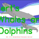 Bert’s Whales and Dolphins