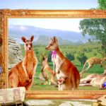 Kevin The Kangaroo