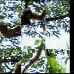 Moving Puzzle: Jungle World