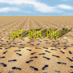 Ant Run Pro