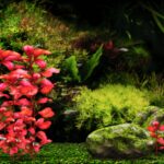 Aquazone Deluxe II with Guppies: Your Virtual Aquarium