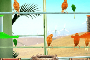 Pinna ?? DESKTOP LIFE